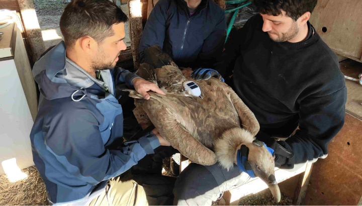 Pose de balises GPS sur des vautours fauves du Verdon